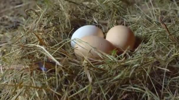 Landelijk leven. Kippeneieren in nest. Drie kippeneieren liggen in een stronest.. — Stockvideo