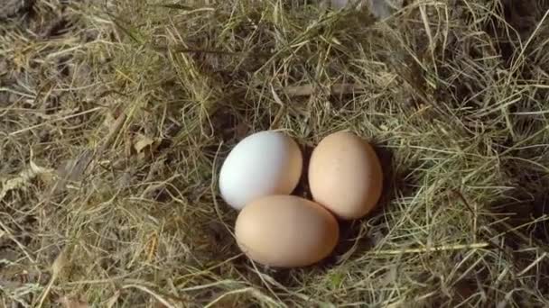 鶏の卵は干し草やわらの上の鶏小屋でクローズアップ.カメラの動きは滑らかだ — ストック動画