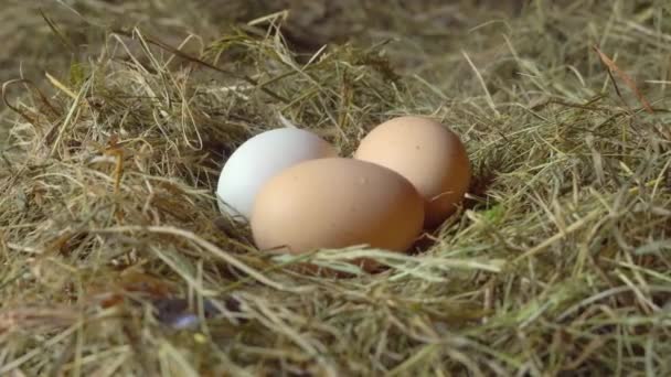 Ovos de galinha close-up em galinheiro em feno ou palha. movimento da câmera é suave — Vídeo de Stock
