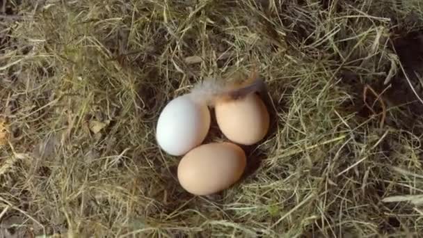 Życie na wsi. jaja kurze w gnieździe. Trzy kurze jaja leżą w słomkowym gnieździe.. — Wideo stockowe
