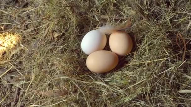 Uova di pollo primo piano in pollaio su fieno o paglia. movimento della fotocamera è liscia — Video Stock