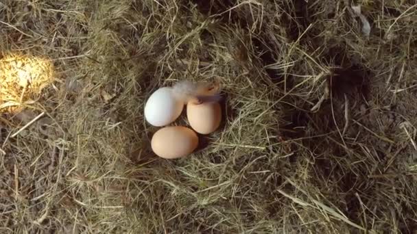 田舎暮らしだ。巣の中の鶏の卵。3羽の鶏の卵が藁の巣に横たわっている. — ストック動画