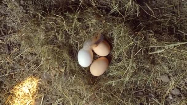 Куриные яйца крупным планом в курятнике на сене или соломе. движение камеры плавное — стоковое видео