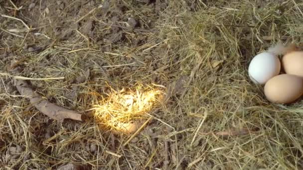 Ovos de galinha close-up em galinheiro em feno ou palha. movimento da câmera é suave — Vídeo de Stock