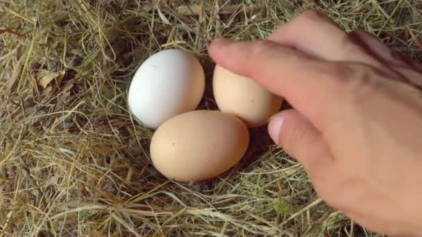 A man's hand takes out chicken eggs from the nest in close-up. — Stock Video