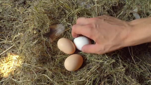 Ręka mężczyzny wyciąga jaja kurczaka z gniazda w zbliżeniu. — Wideo stockowe