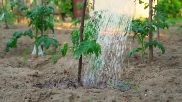 Chica riega plantas de tomate de regadera. Cultivando tomates. agricultura. — Vídeos de Stock