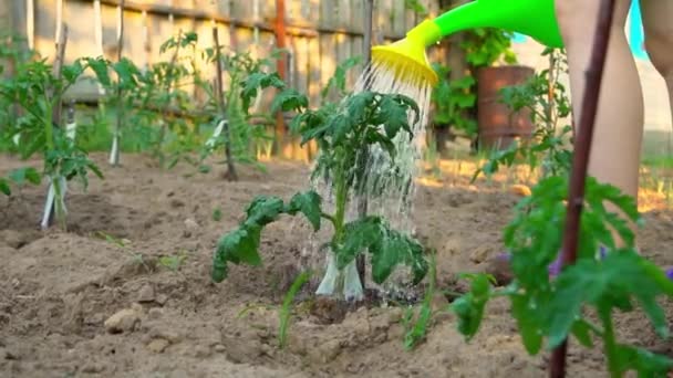 Meisje water tomatenplanten van gieter. Tomaten kweken. landbouw. — Stockvideo