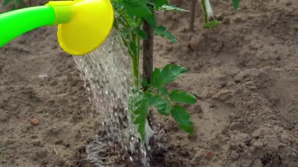 Menina águas plantas de tomate de regar lata. A cultivar tomates. agricultura. — Vídeo de Stock