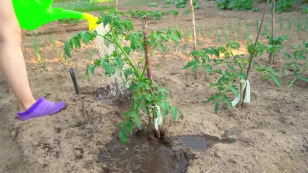 Девушка поливает томатные растения из лейки. Выращиваю помидоры. культура. — стоковое видео
