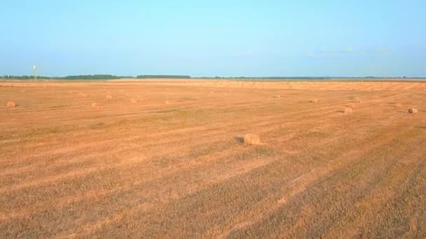 De drone vliegt over een veld waar hooibergen met hooi zijn.. — Stockvideo