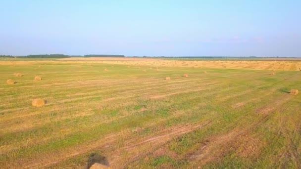 無人機は干し草のある干し草の山がある畑の上を飛ぶ. — ストック動画