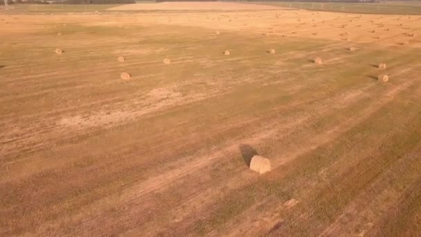 Die Drohne fliegt über ein Feld mit Heuhaufen. — Stockvideo