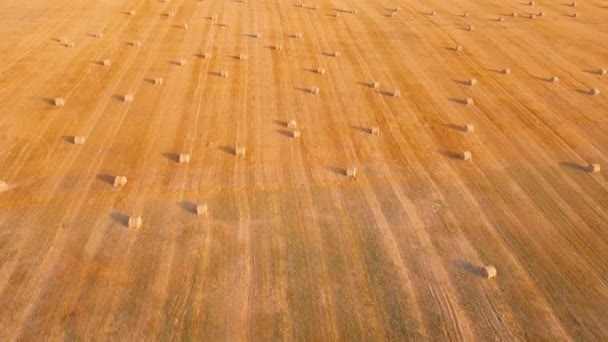 Беспилотник пролетает над полем, где есть стоги сена. — стоковое видео