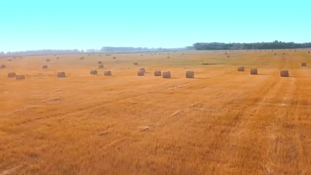 O drone voa sobre um campo onde há palheiros com feno. — Vídeo de Stock