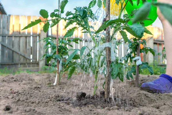 Tanaman Tomat Hijau Berair Kebun Dengan Kaleng Berair Pada Hari — Stok Foto