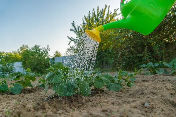 Dengan Mengairi Sekaleng Tanaman Mentimun Hijau Kebun Pada Hari Musim — Stok Foto