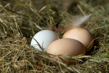 Pipet yuvasında tüylü üç tavuk yumurtasının yakın çekimi. Tavuk yuvasında bir beyaz ve iki kahverengi yumurta.