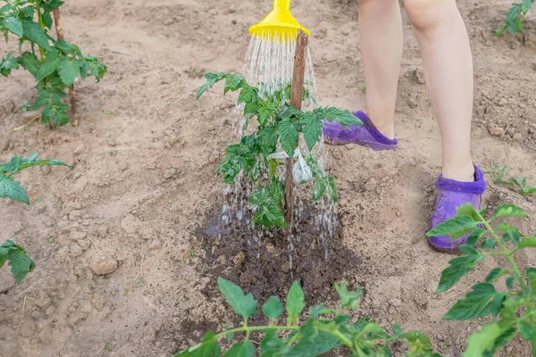 Tanaman Tomat Hijau Air Anak Anak Taman Dengan Kaleng Berair — Stok Foto