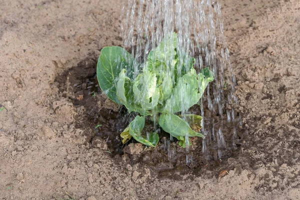 Watering Fresh Green Cabbage Close Garden Copy Space — Stok Foto