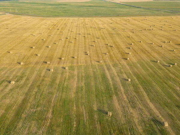 Widok Drona Pola Rolniczego Żółtych Okrągłych Dużych Bel Zbiorach Rolki — Zdjęcie stockowe