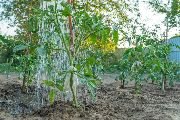 Tanaman Tomat Hijau Berair Kebun Dengan Kaleng Berair Pada Hari — Stok Foto