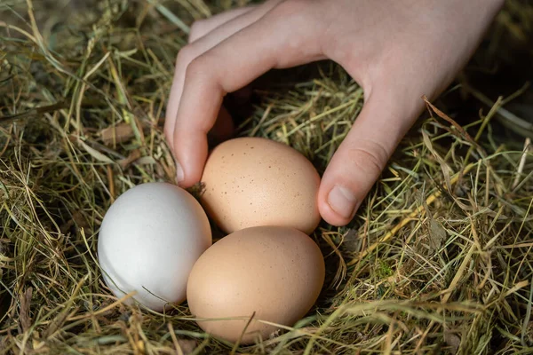 Child\'s hand collects newly laid chicken eggs in a straw nest close-up