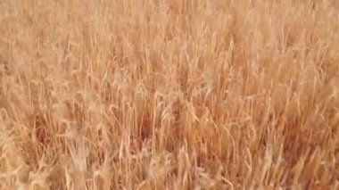 Çavdar tarlası, buğday ya da tritikale, rüzgarda mavi gökyüzünün arka planına doğru hareket eder