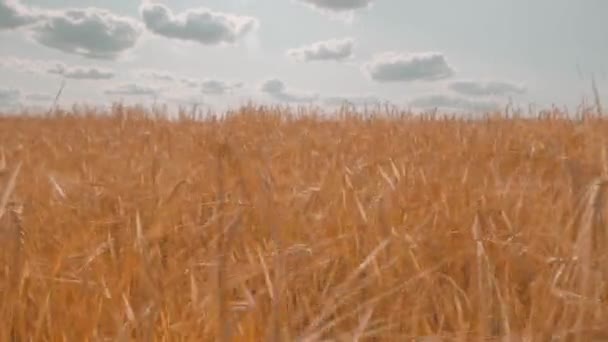 Pole žita, pšenice nebo tritikale, pohybuje se ve větru na pozadí modré oblohy — Stock video