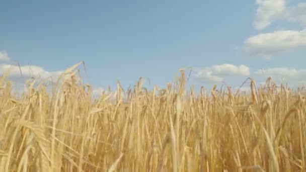 Veld van rogge, tarwe of triticale, beweegt in de wind tegen de achtergrond van de blauwe lucht — Stockvideo