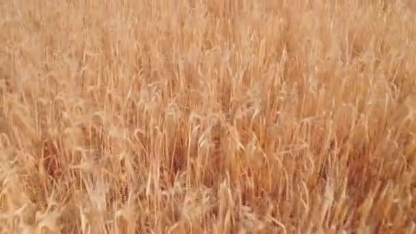 Pole žita, pšenice nebo tritikale, pohybuje se ve větru na pozadí modré oblohy — Stock video