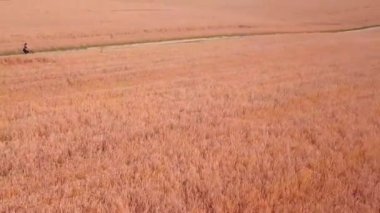 İnsansız hava aracının kuş bakışı görüntüsü. Bir kadın tarlada bisiklet sürüyor.