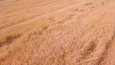 Tahıl tarlasında bir dronun kuş bakışı görüntüsü..