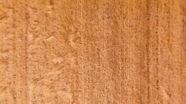 Tahıl tarlasında bir dronun kuş bakışı görüntüsü..