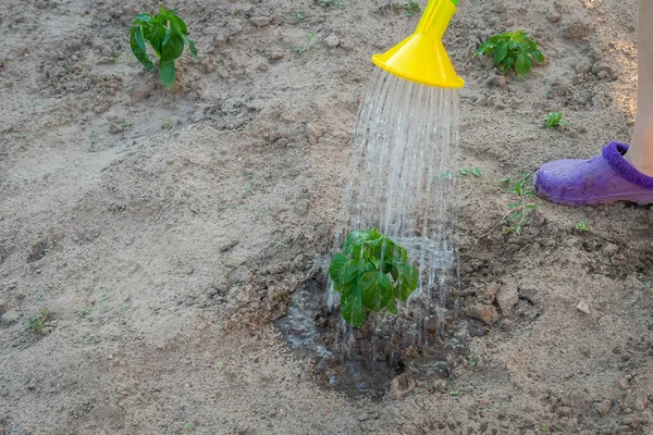 Watering Green Pepper Plant Watering Can Garden Summer Day Close — Stok Foto