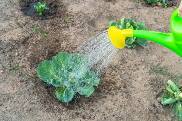 Meminum Kubis Kebun Dengan Kaleng Berair Pada Hari Libur Musim — Stok Foto