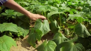 Bahçeden salatalık toplayan tanınmamış genç bir kadın..