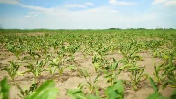 Primer plano de la remolacha azucarera creciendo en fila en el campo. verano seco, planta quemada por calor, — Vídeos de Stock