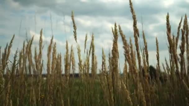 Pampas grama no céu, abstrato fundo natural de Cortaderia macia — Vídeo de Stock