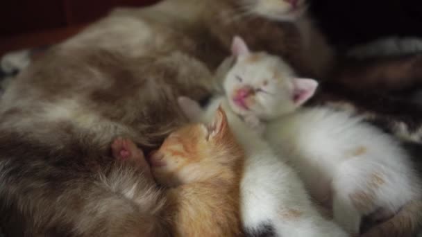 Eine streunende oder Hauskatze stillt ihre kleinen Kätzchen mit Milch.