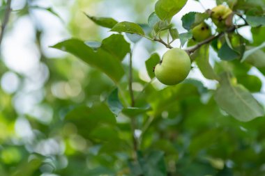 Güneşli bir yaz gününde yeşil elma olgunlaşır, boşluğu kopyala