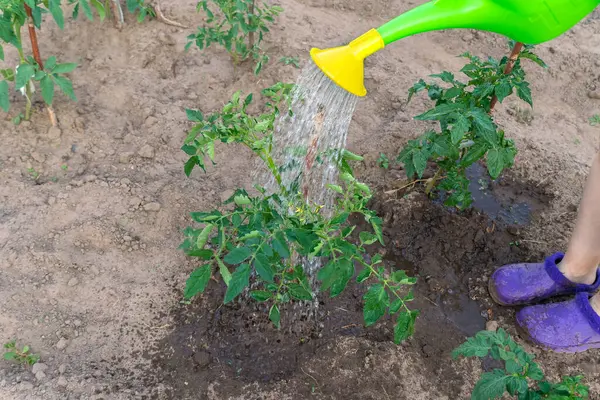 Tanaman Tomat Hijau Air Anak Anak Taman Dengan Kaleng Berair — Stok Foto