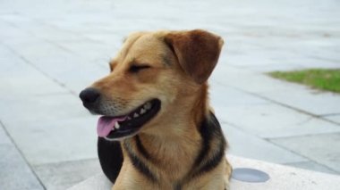 Sokak köpeği doğada Park 'ta yatar ve dinlenir. Kulağında çip etiketi olan bir köpek.