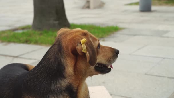 Sokak köpeği doğada Park 'ta yatar ve dinlenir. Kulağında çip etiketi olan bir köpek. — Stok video