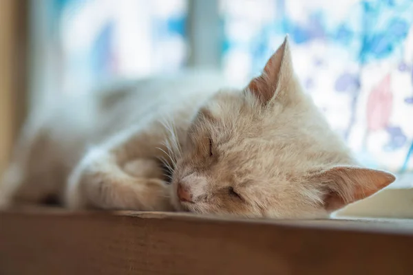 Крупный План Молочной Кошки Спящей Деревянном Подоконнике — стоковое фото