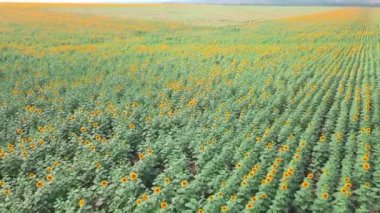 Güneşli bir günde parlak sarı ayçiçekleriyle dolu bir tarla. İHA.