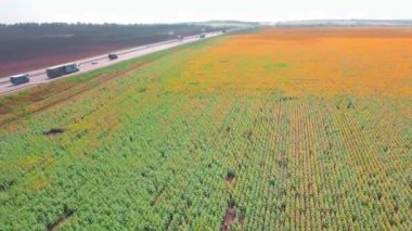 Güneşli bir günde parlak sarı ayçiçekleriyle dolu bir tarla. İHA.