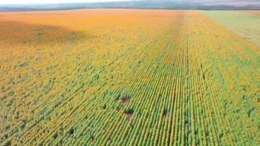 Güneşli bir günde parlak sarı ayçiçekleriyle dolu bir tarla. İHA.