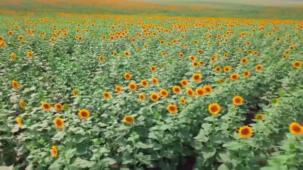 Un champ avec des tournesols jaune vif par une journée ensoleillée. le drone. — Video