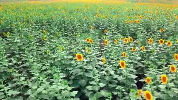 Photographie aérienne d'un drone survolant des champs de tournesol, à courte portée, — Video